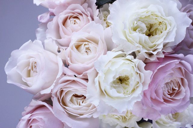 Close-Up of Pink and White Roses in Full Bloom - Download Free Stock Photos Pikwizard.com