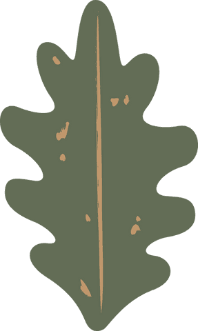 flat oak leaf illustration with transparent background - Download Free Stock Videos Pikwizard.com