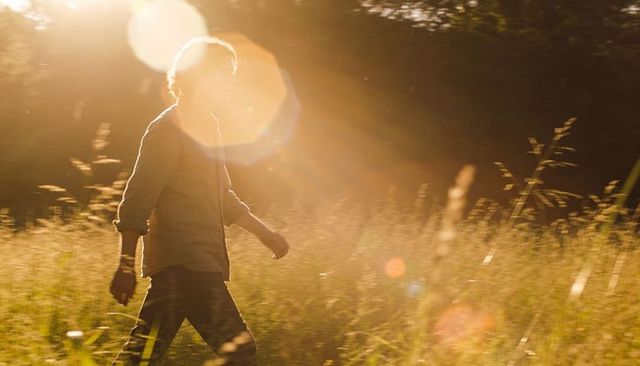 Backlit man walking through golden meadow holding smartphone, sun flare and silhouette