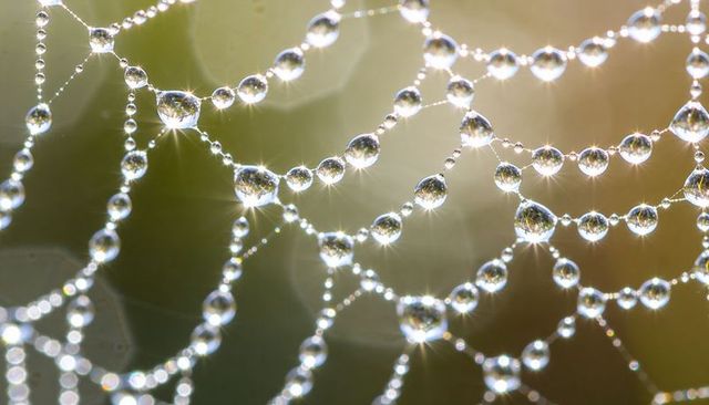 Glittering Dew Drops on Spider Web with Sun Glints, Bokeh, Macro Reflections
