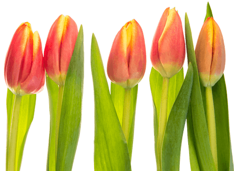 red tulips on transparent background isolated vector - Download Free Stock Videos Pikwizard.com