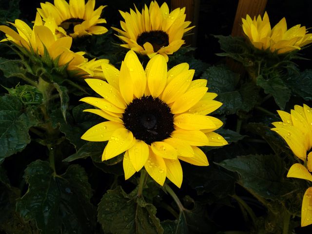 Sunflowers - Download Free Stock Photos Pikwizard.com