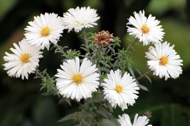 Cluster of White Aster Flowers Blooming in Green Garden - Download Free Stock Photos Pikwizard.com