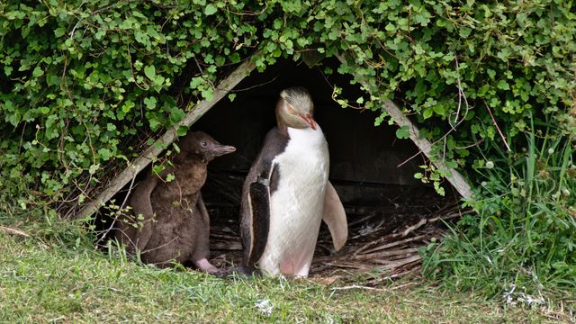 Two yellow-eyed penguins nestled closely in their natural habitat with surrounding greenery. Ideal for use in wildlife conservation articles, birdwatching guides, educational materials on penguin species, tourism promotions, and nature magazines featuring wildlife photography.