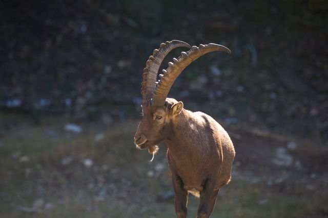 Majestic Mountain Goat with Curved Horns in Natural Habitat - Download Free Stock Photos Pikwizard.com
