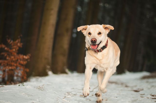 Yellow Labrador retriever running joyfully through a snowy forest, capturing the essence of a playful, energetic pet. Perfect for use in advertisements for pet products, social media posts about dogs, outdoor adventure themes, or wintertime activities. Emphasizes the bond between pets and nature and the fun-loving spirit of animals outdoors.