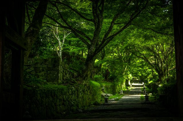 View of pathway along the green forest with tall trees. Nature and Ecology concept
