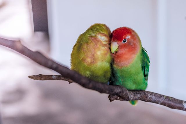 Two colorful lovebirds are cuddling on a branch, showcasing affection and companionship. Suitable for nature-themed projects, pet care blogs, and articles on avian behavior. Ideal visual for promoting messages of love, companionship, and connection in both nature and human contexts.