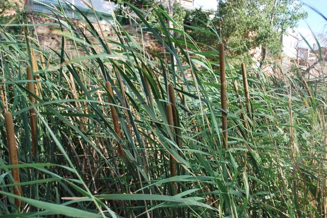 Captured scene of cattails and green reeds thriving in a lush marshland, showcasing natural habitat. Suitable for environmental themes, wetland conservation, and nature documentation. Can illustrate articles, social media posts, or educational materials regarding wetlands and native plant species.