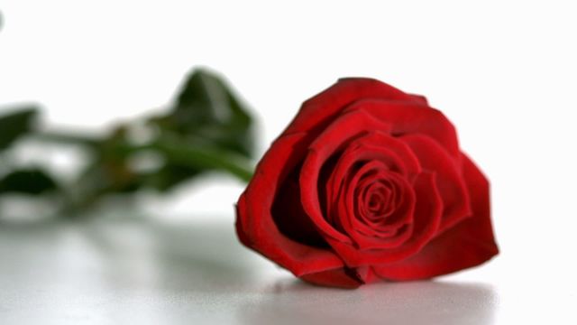 Capturing a red rose in slow motion as it gracefully falls and softly bounces evokes feelings of romance and elegance. This visual is suitable for digital content focusing on love, celebration, natural beauty, or Valentine's Day promotions. Perfect for online florists, wedding invitations, or romantic blog posts.