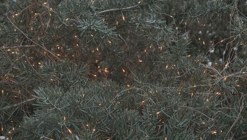 Twilight evergreen branches glowing with warm fairy lights across dense conifer needles