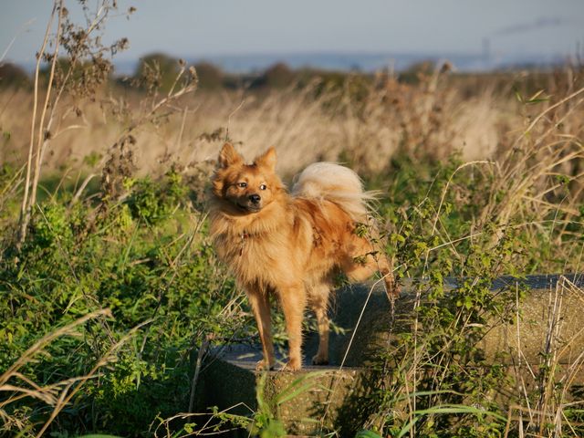 The dog looks alert while standing on a concrete block in a grassy field. The background features tall grass and an open sky, suggesting a rural or countryside atmosphere. Perfect for use in advertisements for pet products, outdoor activities tied to animals, and nature-related content. Additionally, it can be used in articles or blogs about dog behavior, rural life, and natural landscapes.