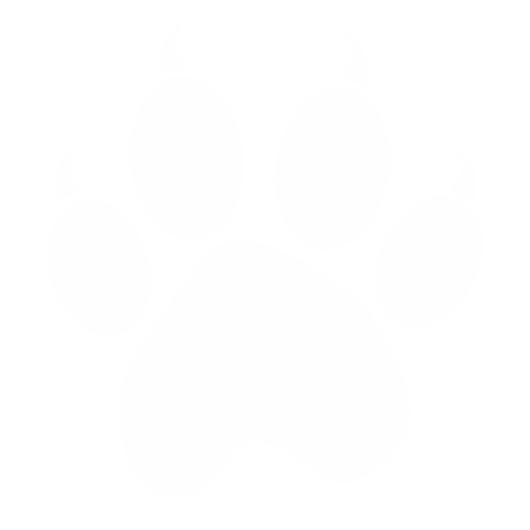 white paw print illustration on transparent background - Download Free Stock Videos Pikwizard.com
