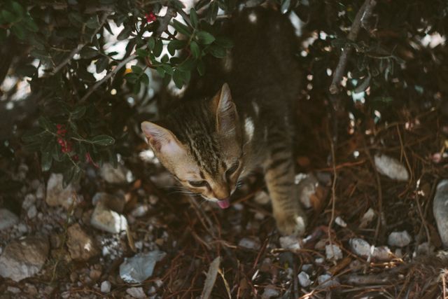 Feral tabby kitten hiding under a dense bush with natural foliage and rocks. This image can be used in articles, blogs, or education materials about wildlife, feral animals, cat behavior, animal rescue, or conservation. It highlights feline behavior in a natural environment.