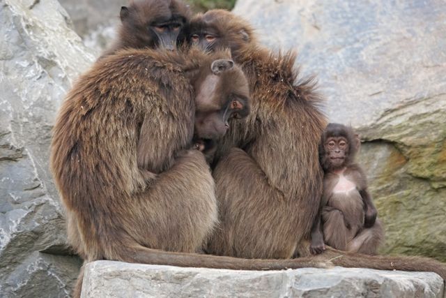 Gelada Baboon Family Group Huddling Together on Rocky Terrain - Download Free Stock Photos Pikwizard.com
