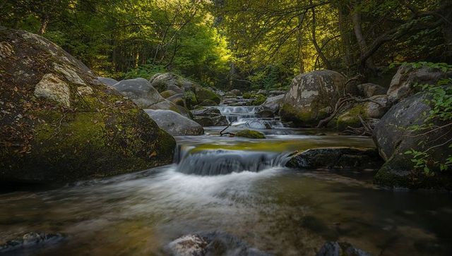 Cascading woodland stream flowing over mossy boulders in shaded ravine