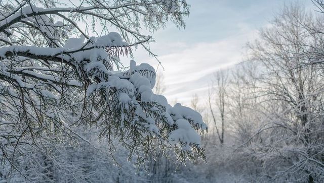 Snow-laden conifer branch bending under ice with icicles and winter woodland backdrop