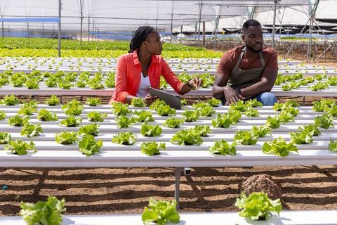 Coworkers innovating hydroponic farming in greenhouse