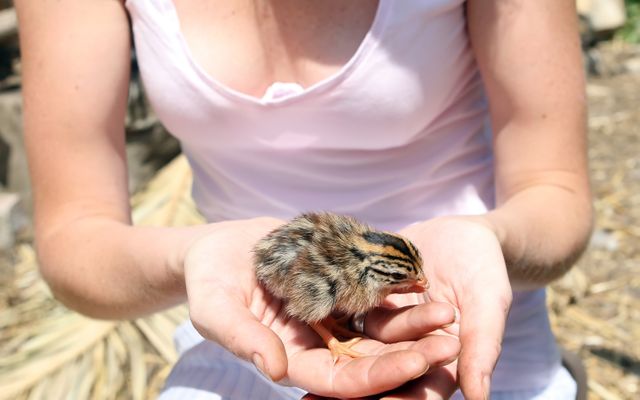 Person gently holding a baby quail bird in hands outdoors. The person is wearing a white shirt, and the chick has distinctive striped markings. Ideal for use in topics related to nature, wildlife conservation, animal care, bird watching, nurturing animals, and educational materials about birds.