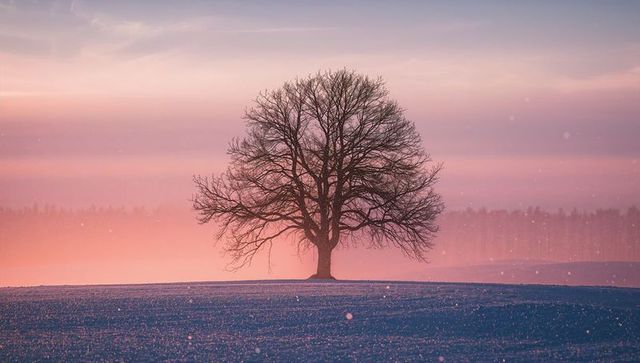 Solitary leafless tree silhouetted at pastel winter sunrise over snow-covered field