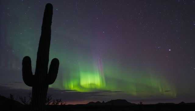 Panoramic Saguaro Silhouette Framing Green Northern Lights Over Sonoran Desert Nightscape