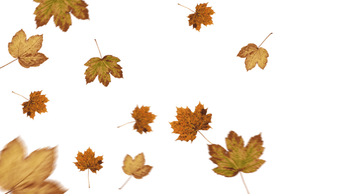 falling autumn leaves on transparent background - Download Free Stock Videos Pikwizard.com