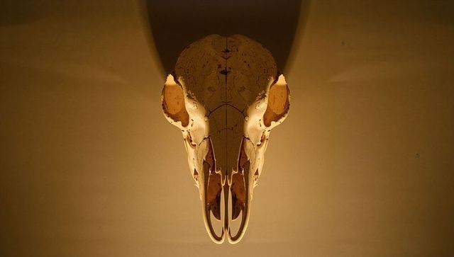 Bleached mammal skull mounted on warm wall with dramatic underlighting and strong shadow
