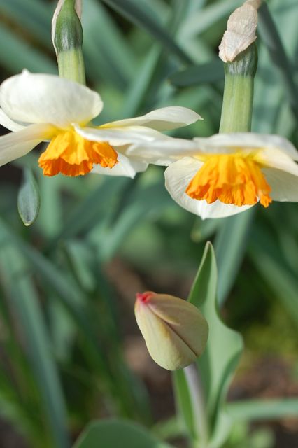 This vibrant close-up captures two blooming white daffodils with bright orange centers and a single bud below. Ideal for use in gardening blogs, nature-themed posters, and spring promotional materials for flower shops. Perfect for illustrating the beauty of spring and showcasing natural growth and renewal.