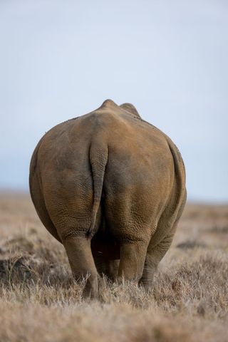 Rear View White Rhinoceros Standing on Dry Savanna Grassland