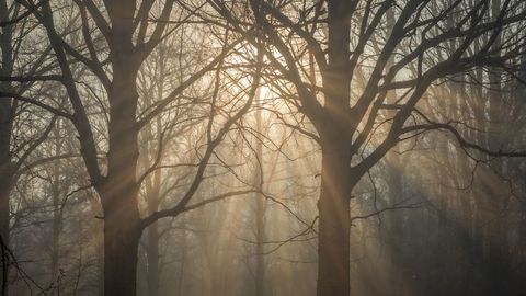 Sunrise through trees in misty woodland