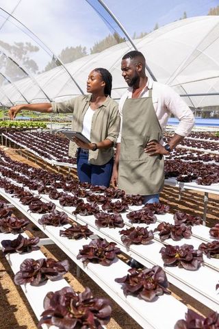 African american colleagues examining hydroponic lettuce in greenhouse