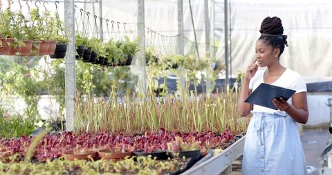 Botanist analyzing pitcher plants in greenhouse for sustainable research