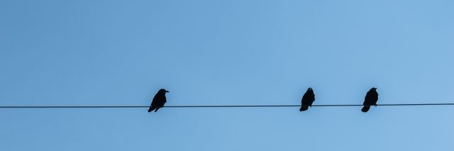 Three crows perched on a power line seen in silhouette against a clear blue sky. Ideal for themes of wildlife, nature, and minimalism. Perfect for use in environmental campaigns, educational materials about birds, or for adding a serene and balanced touch to a design project.