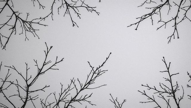 Bare tree branch silhouettes framing open negative space for minimal monochrome design