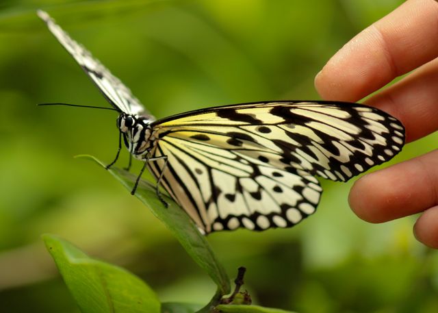 Shows a delicate butterfly with black and white markings resting on a green leaf, being gently touched by a human hand. Ideal for themes related to nature, wildlife, tender interaction with animals, and nature appreciation.