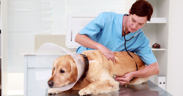 Veterinarian examining a golden retriever wearing a cone on a medical table, likely listening to the dog's heartbeat with a stethoscope. This is suitable for use by businesses related to veterinary care, pet health products, animal hospitals, or educational articles on pet healthcare.