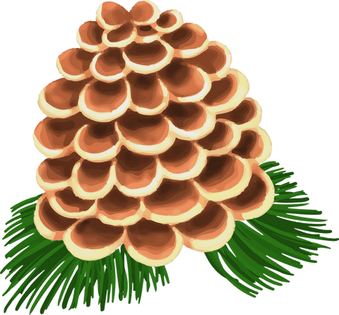 Stylized pine cone illustration on transparent background