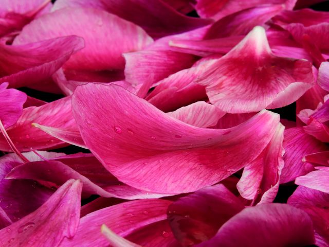 Vibrant pink rose petals with subtle water droplets creating a beautiful and delicate floral texture. Useful for backgrounds, wallpapers, wedding invitations, romantic designs, and enhancing nature-inspired projects.