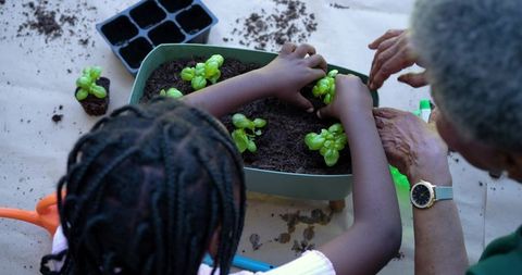 Intergenerational gardening mentoring, youth and senior planting seedlings together outdoors