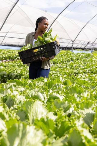 Woman Holding Lettuce Crate in Lush Greenhouse Environment