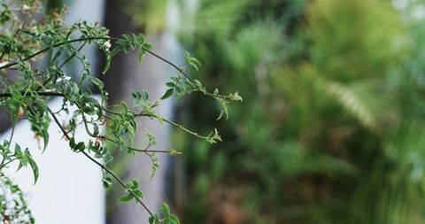 Elegant Vine Branch Extending Over Lush Green Garden