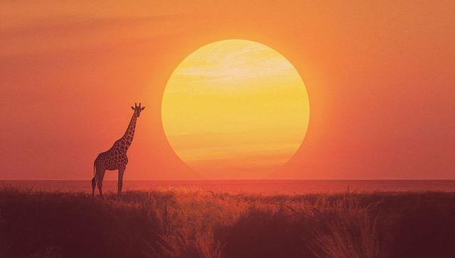 Solitary giraffe against a burning sunrise in african savannah