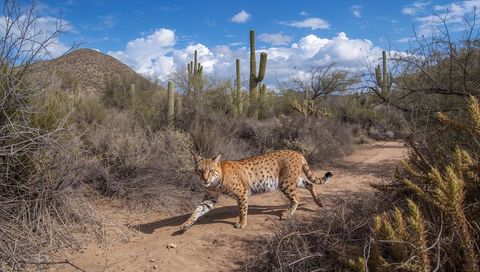 Bobcat crossing sonoran desert trail with saguaro cacti under blue sky