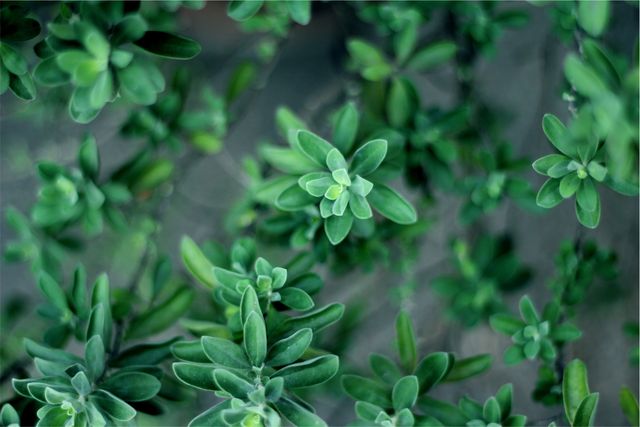 Close-up view of several tiny, green plants with lush foliage, ideal for nature, gardening, or eco-friendly themed content. Perfect for highlighting natural beauty, promoting environmental consciousness, or enhancing DIY gardening projects.