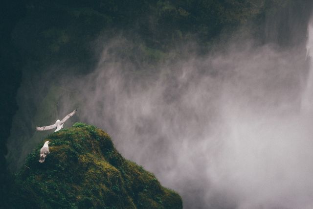 Perfect for use in artistic spreads, nature-themed publications, or tranquil lifestyle blogs. This image captures the serene beauty of gulls perching and flying near a waterfall enveloped in mist, lending itself well to content about serene landscapes, bird watching, and peaceful living.
