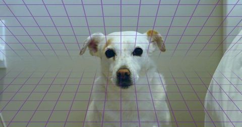 White dog facing camera low angle with purple grid overlay in minimalist bedroom