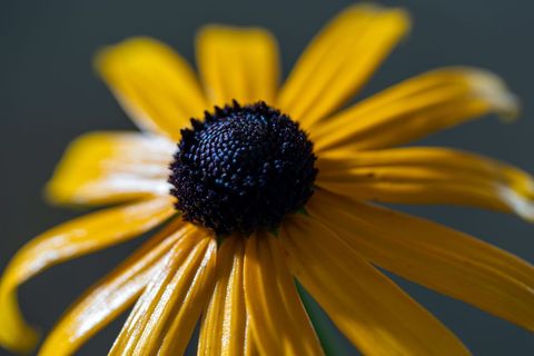 Vivid Black-Eyed Susan in Close-Up Shot