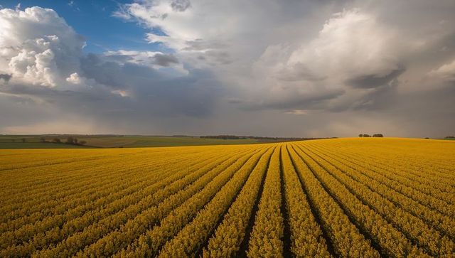 Vast flowering fields under dramatic sky in countryside