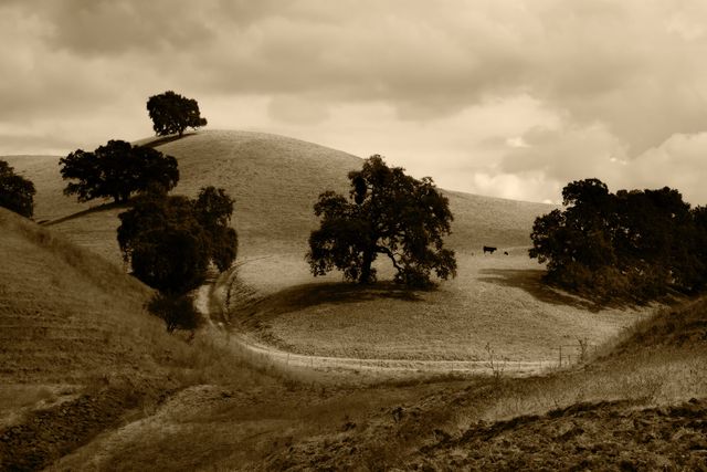 This sepia-toned scene features rolling hills scattered with lone trees and a couple of cows grazing, set under a moody sky. The winding paths leading up the hills enhance the tranquil ambiance, capturing the essence of rural solitude and natural beauty. Ideal for use in projects related to agriculture, countryside retreats, calming environments, rural life, and landscape appreciation. Perfect for backgrounds, promotional materials, and environmental campaigns.