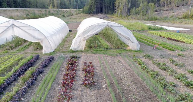 Aerial view of a farm with rows of various crops and two hoop houses, with copy space. Sustainable agriculture practices are showcased in this image, highlighting the importance of local farming.